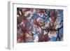 Magnolia flowers-Charles Bowman-Framed Photographic Print