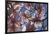 Magnolia flowers-Charles Bowman-Framed Photographic Print