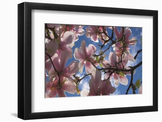 Magnolia flowers-Charles Bowman-Framed Photographic Print