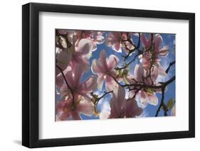 Magnolia flowers-Charles Bowman-Framed Photographic Print