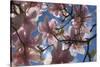 Magnolia flowers-Charles Bowman-Stretched Canvas