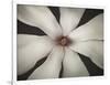 Magnolia Focus-Assaf Frank-Framed Giclee Print