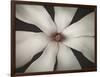 Magnolia Focus-Assaf Frank-Framed Giclee Print