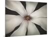 Magnolia Focus-Assaf Frank-Mounted Giclee Print