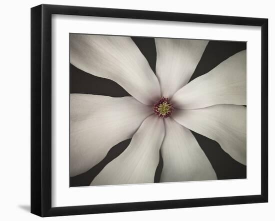 Magnolia Focus-Assaf Frank-Framed Giclee Print