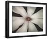 Magnolia Focus-Assaf Frank-Framed Giclee Print