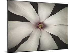 Magnolia Focus-Assaf Frank-Mounted Giclee Print