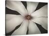 Magnolia Focus-Assaf Frank-Stretched Canvas