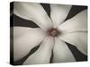 Magnolia Focus-Assaf Frank-Stretched Canvas