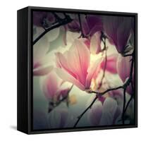 Magnolia Forever-Philippe Sainte-Laudy-Framed Stretched Canvas