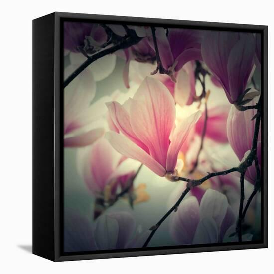 Magnolia Forever-Philippe Sainte-Laudy-Framed Stretched Canvas