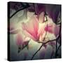 Magnolia Forever-Philippe Sainte-Laudy-Stretched Canvas