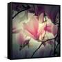 Magnolia Forever-Philippe Sainte-Laudy-Framed Stretched Canvas