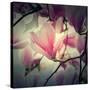 Magnolia Forever-Philippe Sainte-Laudy-Stretched Canvas