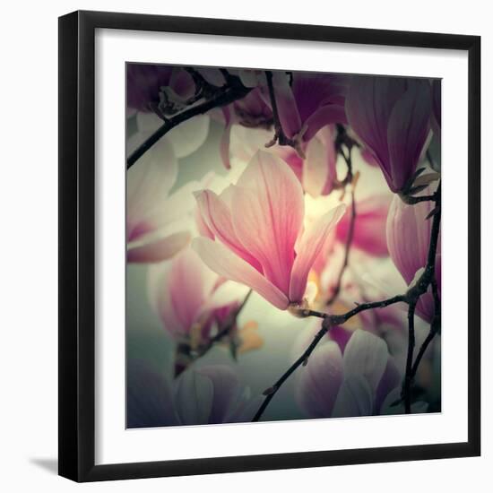 Magnolia Forever-Philippe Sainte-Laudy-Framed Photographic Print