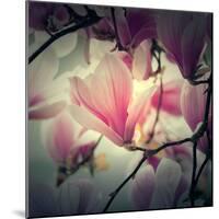 Magnolia Forever-Philippe Sainte-Laudy-Mounted Photographic Print
