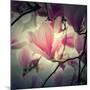 Magnolia Forever-Philippe Sainte-Laudy-Mounted Photographic Print