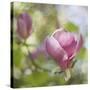 Magnolia Forever-Viviane Fedieu Daniel-Stretched Canvas