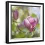 Magnolia Forever-Viviane Fedieu Daniel-Framed Photographic Print