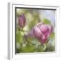 Magnolia Forever-Viviane Fedieu Daniel-Framed Photographic Print