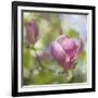 Magnolia Forever-Viviane Fedieu Daniel-Framed Photographic Print