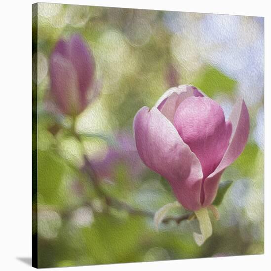 Magnolia Forever-Viviane Fedieu Daniel-Stretched Canvas