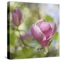 Magnolia Forever-Viviane Fedieu Daniel-Stretched Canvas