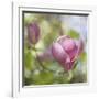 Magnolia Forever-Viviane Fedieu Daniel-Framed Photographic Print