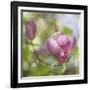 Magnolia Forever-Viviane Fedieu Daniel-Framed Photographic Print