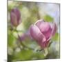 Magnolia Forever-Viviane Fedieu Daniel-Mounted Photographic Print