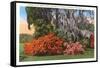 Magnolia Gardens, Charleston, South Carolina-null-Framed Stretched Canvas