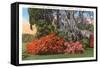 Magnolia Gardens, Charleston, South Carolina-null-Framed Stretched Canvas