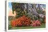 Magnolia Gardens, Charleston, South Carolina-null-Stretched Canvas