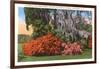 Magnolia Gardens, Charleston, South Carolina-null-Framed Art Print