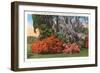 Magnolia Gardens, Charleston, South Carolina-null-Framed Art Print