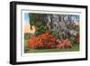 Magnolia Gardens, Charleston, South Carolina-null-Framed Art Print