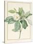 Magnolia Glauca, 1811-Pierre Joseph Redoute-Stretched Canvas