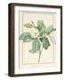 Magnolia Glauca, 1811-Pierre Joseph Redoute-Framed Giclee Print