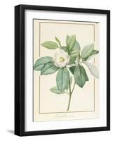 Magnolia Glauca, 1811-Pierre Joseph Redoute-Framed Giclee Print