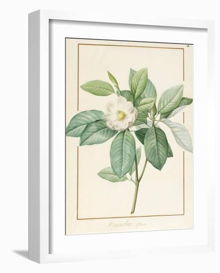 Magnolia Glauca, 1811-Pierre Joseph Redoute-Framed Giclee Print