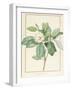 Magnolia Glauca, 1811-Pierre Joseph Redoute-Framed Giclee Print