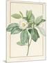 Magnolia Glauca, 1811-Pierre Joseph Redoute-Mounted Giclee Print