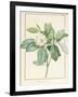 Magnolia Glauca, 1811-Pierre Joseph Redoute-Framed Giclee Print