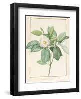 Magnolia Glauca, 1811-Pierre Joseph Redoute-Framed Premium Giclee Print