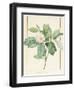 Magnolia Glauca, 1811-Pierre Joseph Redoute-Framed Premium Giclee Print