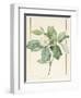 Magnolia Glauca, 1811-Pierre Joseph Redoute-Framed Premium Giclee Print