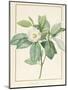 Magnolia Glauca, 1811-Pierre Joseph Redoute-Mounted Premium Giclee Print