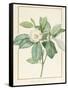 Magnolia Glauca, 1811-Pierre Joseph Redoute-Framed Stretched Canvas