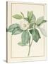 Magnolia Glauca, 1811-Pierre Joseph Redoute-Stretched Canvas