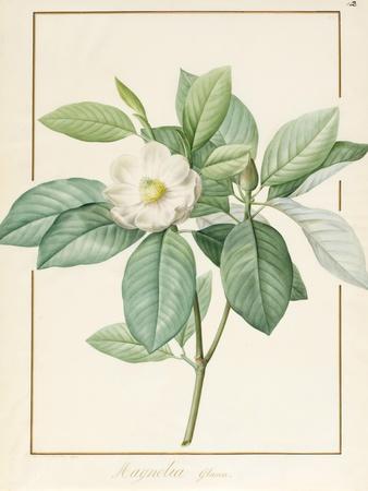 https://imgc.allpostersimages.com/img/posters/magnolia-glauca-1811_u-L-Q1HLAIM0.jpg?artPerspective=n